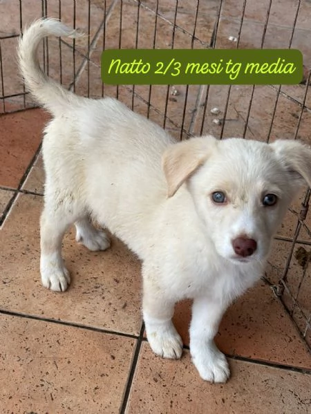 DISPONIBILI CUCCIOLI Chiamate  | Foto 4