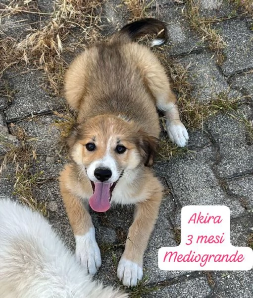 DISPONIBILI CUCCIOLI Chiamate  | Foto 2