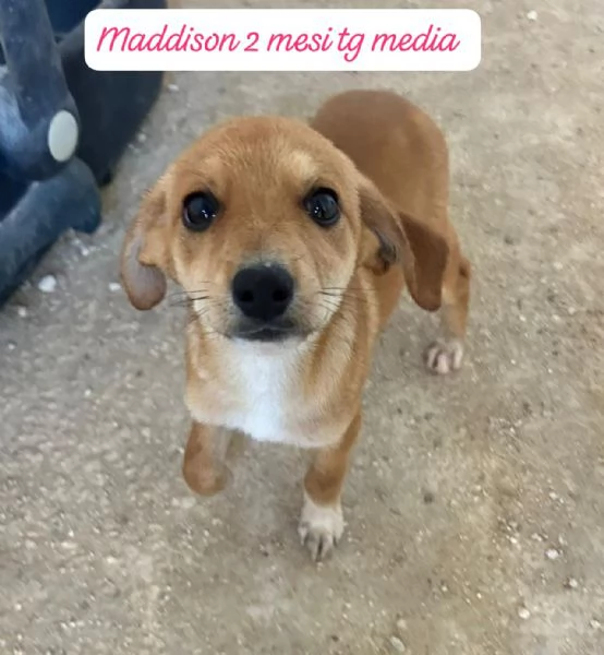 DISPONIBILI CUCCIOLI Chiamate  | Foto 1