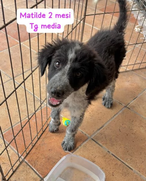 DISPONIBILI CUCCIOLI Chiamate  | Foto 3