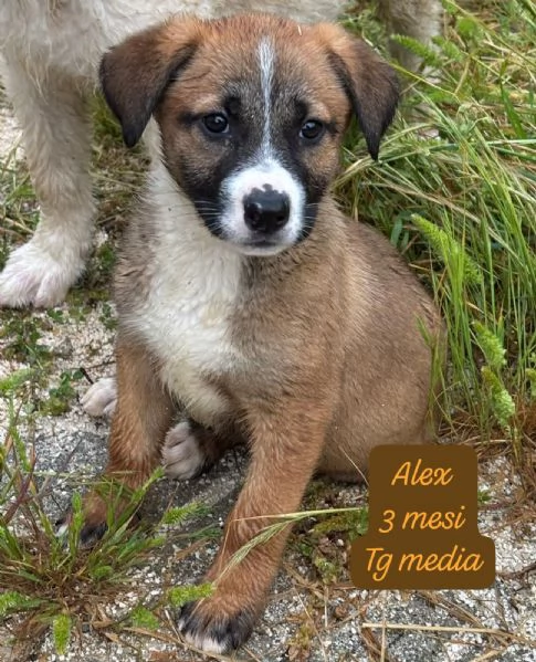 DISPONIBILI CUCCIOLI Chiamate  | Foto 2