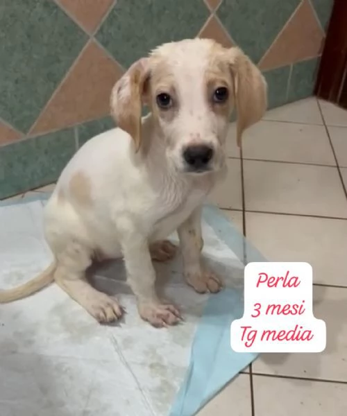 DISPONIBILI CUCCIOLI Chiamate  | Foto 3