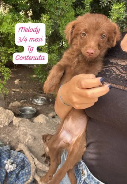 DISPONIBILI CUCCIOLI Chiamate  | Foto 1
