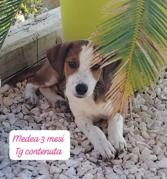 DISPONIBILI CUCCIOLI Chiamate  | Foto 3