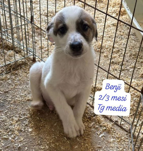 DISPONIBILI CUCCIOLI Chiamate  | Foto 0