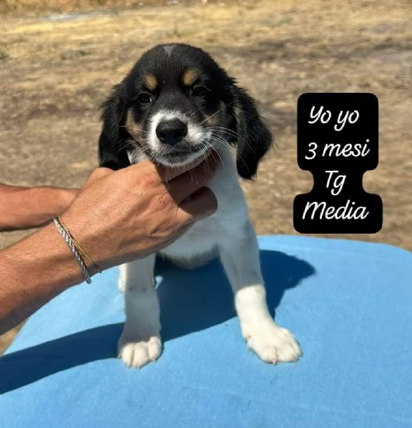 DISPONIBILI CUCCIOLI Chiamate  | Foto 2
