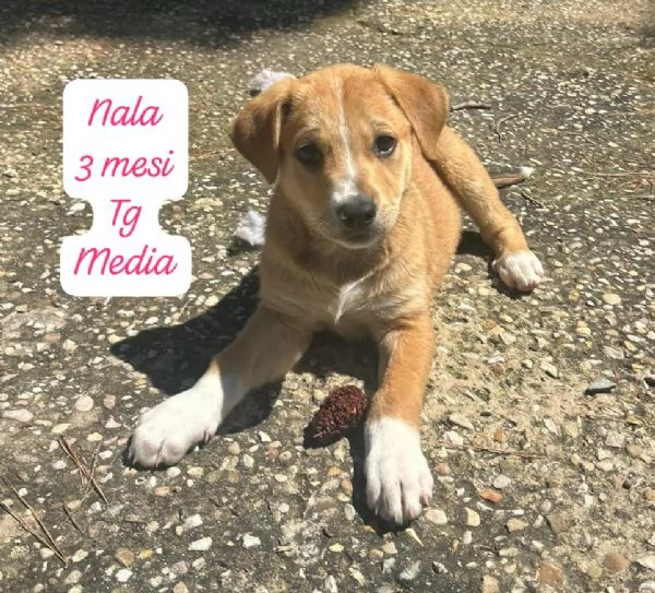 DISPONIBILI CUCCIOLI Chiamate  | Foto 1
