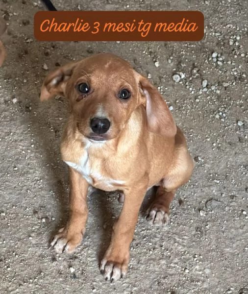 DISPONIBILI CUCCIOLI Chiamate  | Foto 2