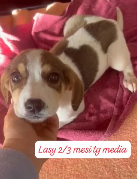 DISPONIBILI CUCCIOLI Chiamate  | Foto 0