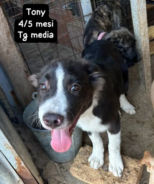 DISPONIBILI CUCCIOLI Chiamate  | Foto 1