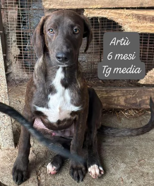 DISPONIBILI CUCCIOLI Chiamate  | Foto 2