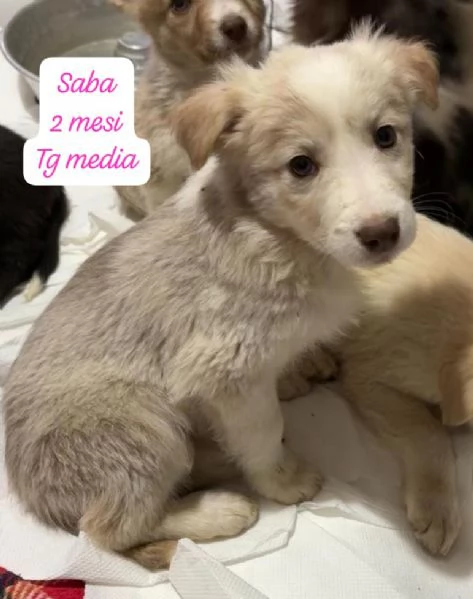 DISPONIBILI CUCCIOLI Chiamate  | Foto 1