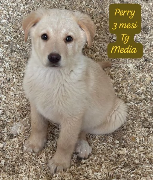 DISPONIBILI CUCCIOLI Chiamate  | Foto 0