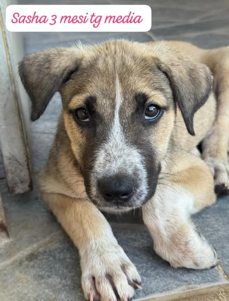 DISPONIBILI CUCCIOLI Chiamate 