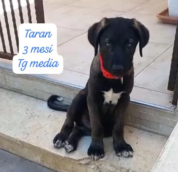 DISPONIBILI CUCCIOLI Chiamate  | Foto 2