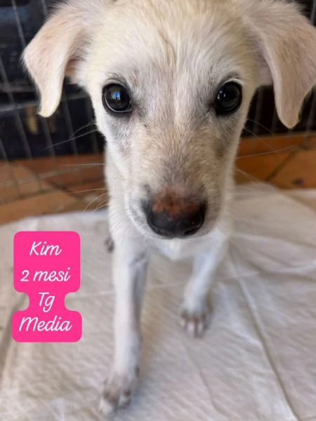 DISPONIBILI CUCCIOLI Chiamate  | Foto 0