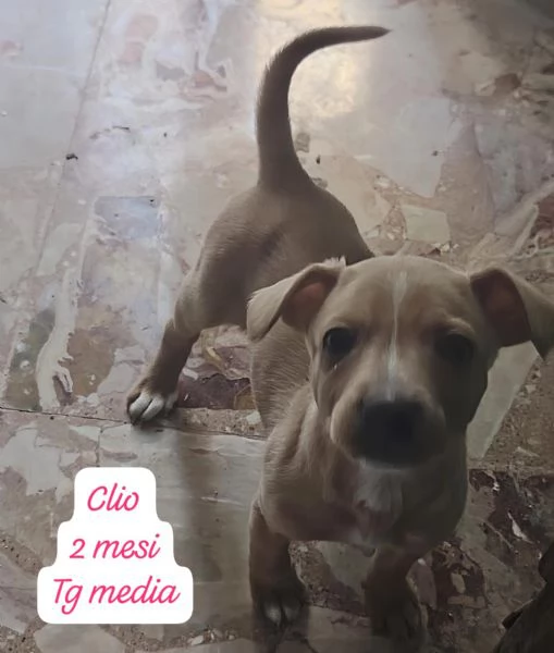 DISPONIBILI CUCCIOLI Chiamate  | Foto 0