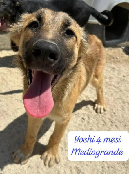 DISPONIBILI CUCCIOLI Chiamate  | Foto 1