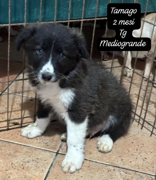 DISPONIBILI CUCCIOLI Chiamate 