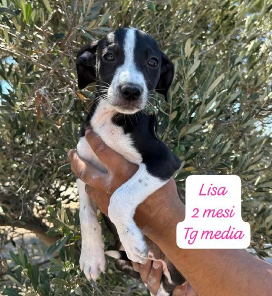 DISPONIBILI CUCCIOLI Chiamate 