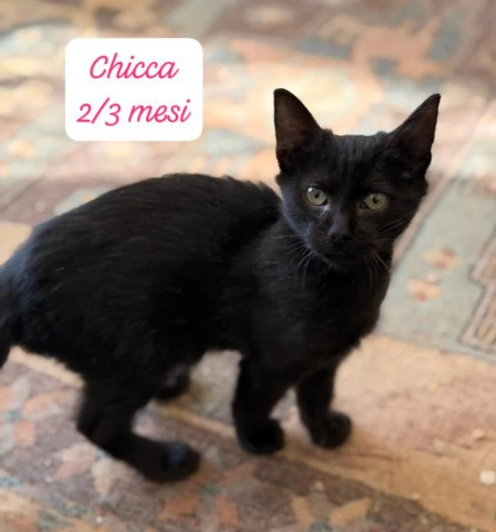 AIUTATECI TANTI GATTINI SOLI | Foto 6