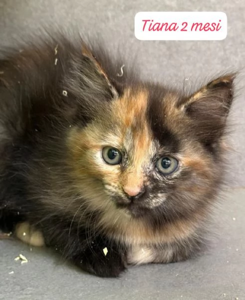 AIUTATECI TANTI GATTINI SOLI