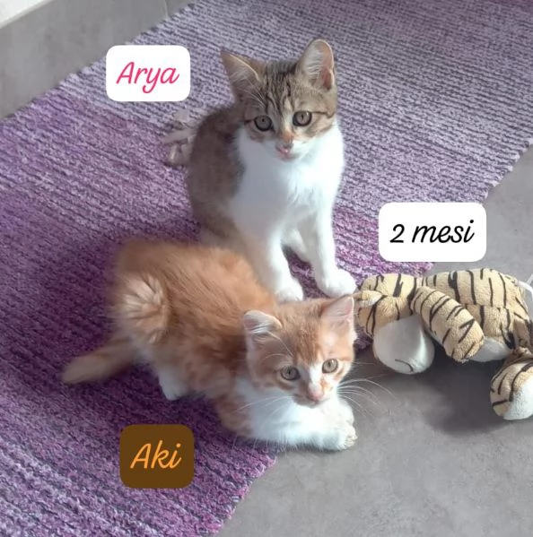 AIUTATECI TANTI GATTINI SOLI