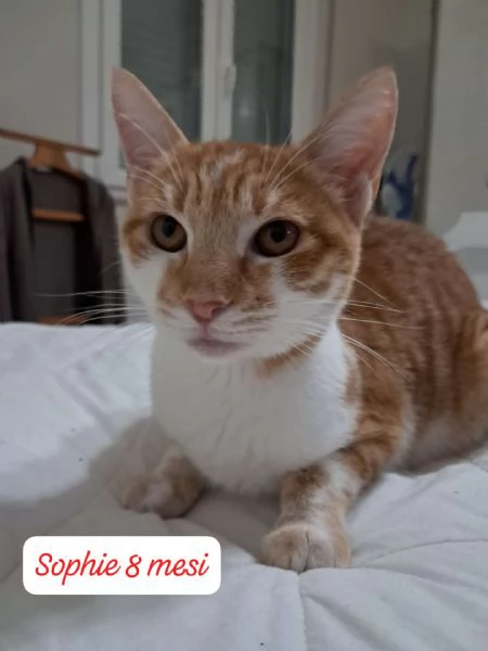 AIUTATECI TANTI GATTINI SOLI | Foto 5