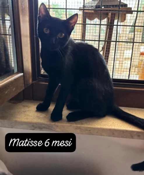 AIUTATECI TANTI GATTINI SOLI | Foto 6