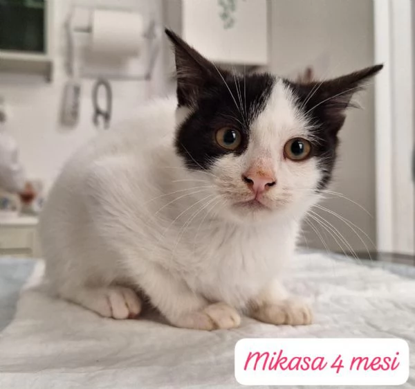 AIUTATECI TANTI GATTINI SOLI | Foto 5