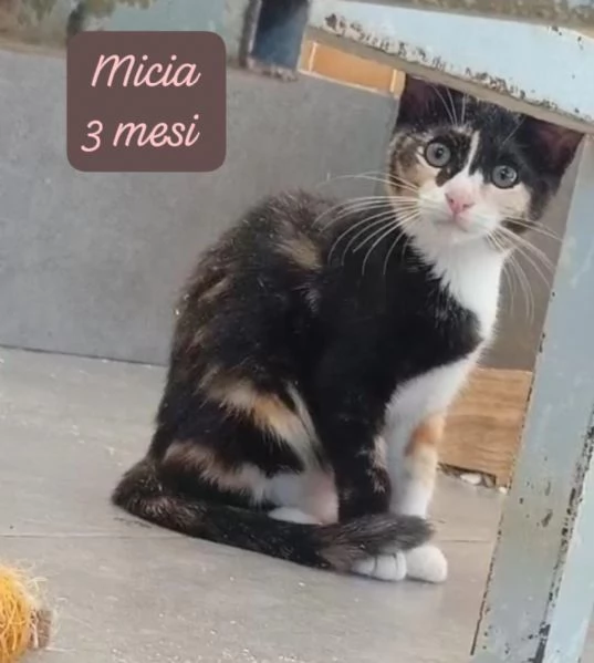 AIUTATECI TANTI GATTINI SOLI | Foto 6