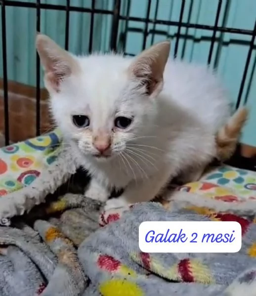 AIUTATECI TANTI GATTINI SOLI | Foto 3
