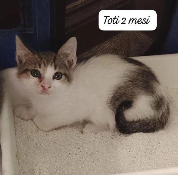 AIUTATECI TANTI GATTINI SOLI | Foto 6