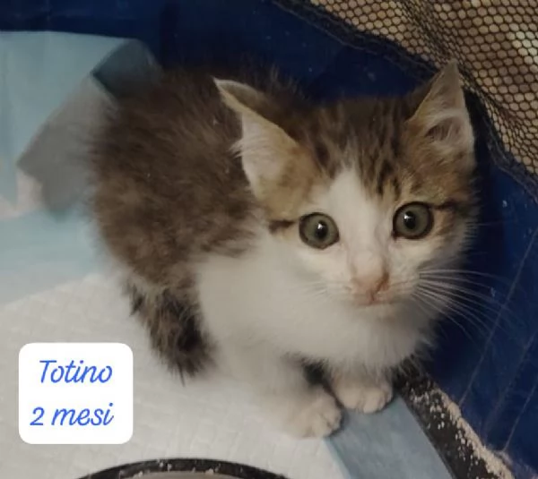 AIUTATECI TANTI GATTINI SOLI | Foto 5