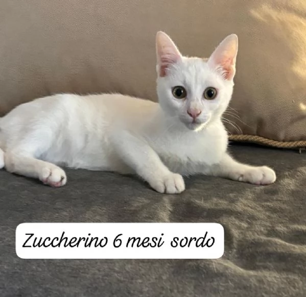 AIUTATECI TANTI GATTINI SOLI