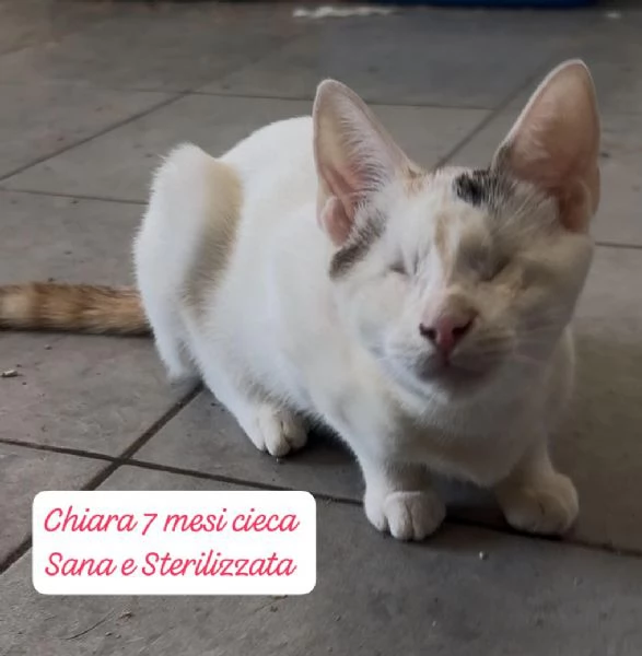 AIUTATECI TANTI GATTINI SOLI | Foto 6
