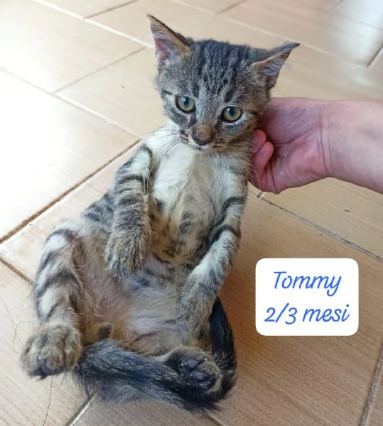 AIUTATECI TANTI GATTINI SOLI | Foto 5