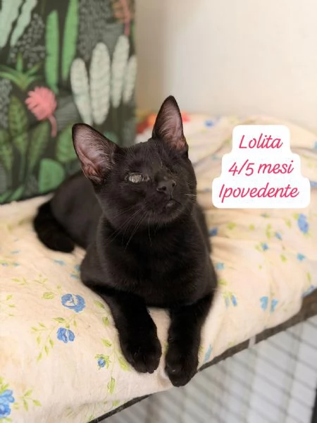 AIUTATECI TANTI GATTINI SOLI | Foto 3