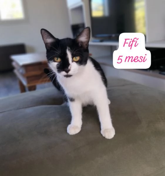 AIUTATECI TANTI GATTINI SOLI | Foto 5