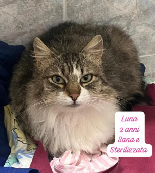 AIUTATECI TANTI GATTINI SOLI