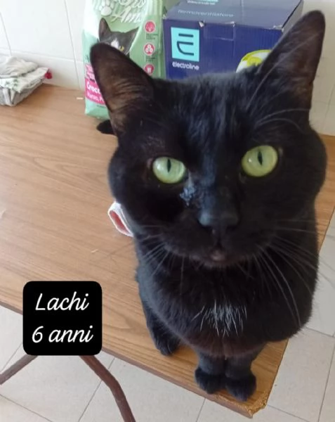 AIUTATECI TANTI GATTINI SOLI | Foto 6
