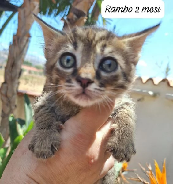 AIUTATECI TANTI GATTINI SOLI | Foto 2