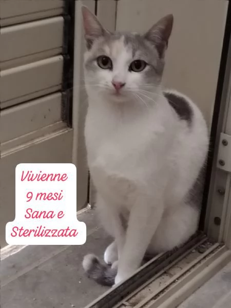 AIUTATECI TANTI GATTINI SOLI | Foto 6