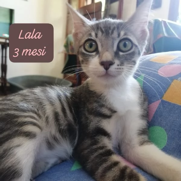 AIUTATECI TANTI GATTINI SOLI | Foto 5