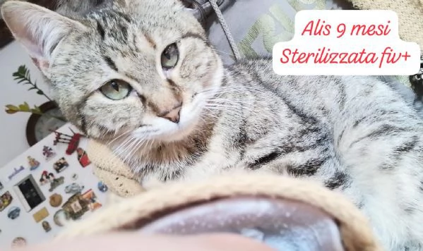 AIUTATECI TANTI GATTINI SOLI | Foto 5