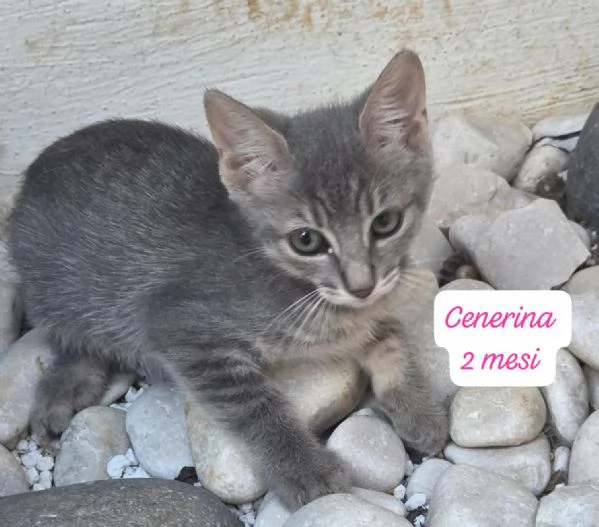 AIUTATECI TANTI GATTINI SOLI | Foto 4