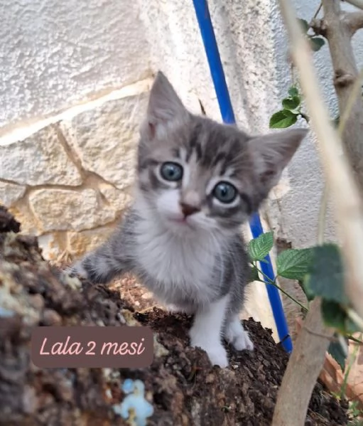 AIUTATECI TANTI GATTINI SOLI | Foto 1
