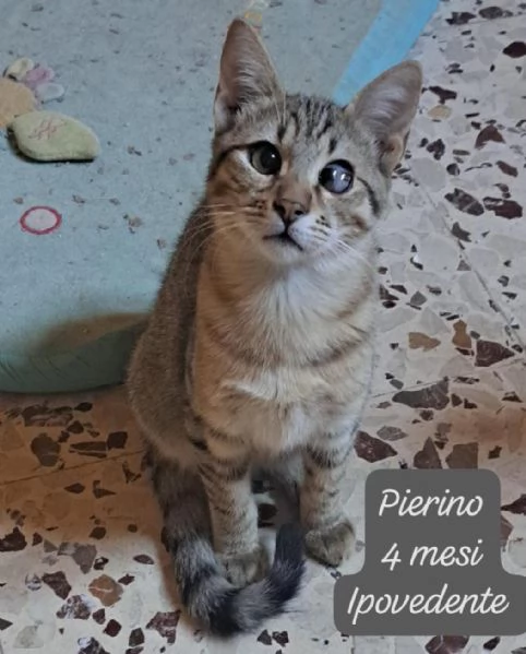 AIUTATECI TANTI GATTINI SOLI | Foto 2
