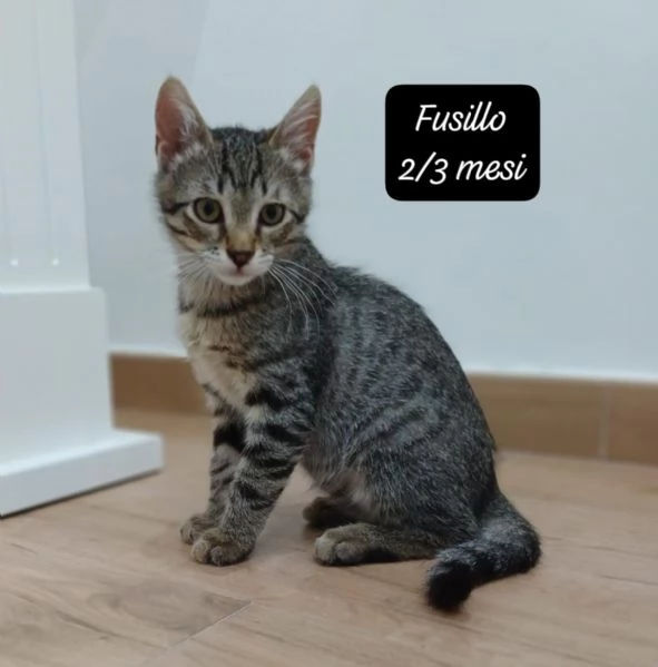 AIUTATECI TANTI GATTINI SOLI | Foto 4