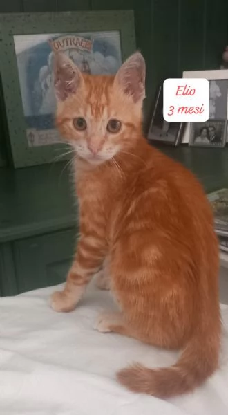 AIUTATECI TANTI GATTINI SOLI | Foto 3